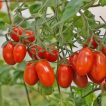 شاخه گوجه چری کشیده قرمز