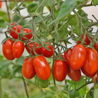 شاخه گوجه چری کشیده قرمز