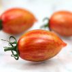 گوجه زیتونی ببری قرمز درختی از روبرو