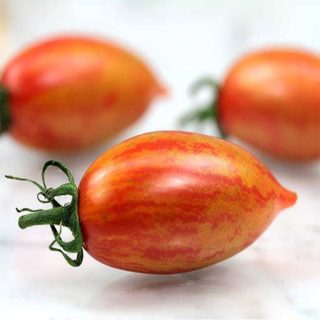 گوجه زیتونی ببری قرمز درختی از روبرو