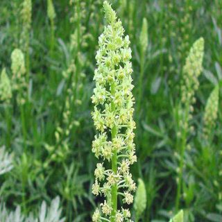 شکوفه اسپرک، ورث