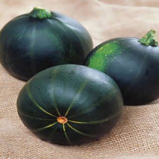 گل کدو خورشتی گرد سیاه از روبرو