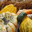 کدو حلوایی زینتی (کدو زینتی شهر آفتاب) ارگانیک