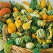 کدو حلوایی زینتی (کدو زینتی شهر آفتاب)