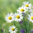 شکوفه بابونه شیرازی