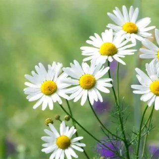 شکوفه بابونه شیرازی