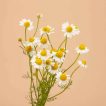 ساقه بابونه شیرازی