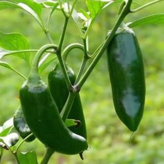 شاخه فلفل پاپریکا سبز شیرین