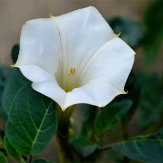 داتوره پابلند سفید بلند