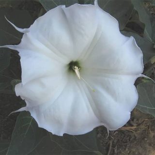 شکوفه داتوره پابلند سفید