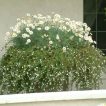 شکوفه مارگریت پابلند سفید زیبا