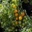 بوته بذر گوجه چری زرد آویز