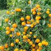 ساقه بذر گوجه چری زرد آویز