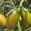 شاخه گوجه زیتونی ببری زرد درختی