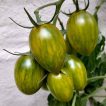 بوته گوجه زیتونی ببری زرد درختی