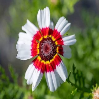 بذر گل داوودی تابستانه پامتوسط الوان (یکساله) سفید