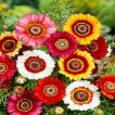 بذر گل داوودی تابستانه پامتوسط الوان (یکساله) در حیاط