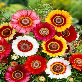 بذر گل داوودی تابستانه پامتوسط الوان (یکساله) در حیاط