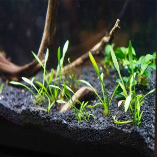 بستر گیاهان آبزی از بالا