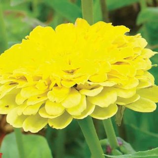 گل رعنا زیبا پاکوتاه پرپر زرد (گلدانی)
