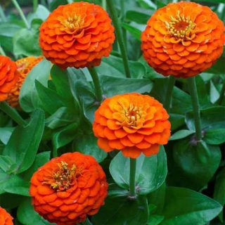ساقه گل رعنا زیبا پاکوتاه گل درشت نارنجی