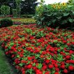 ردیف گل رعنا زیبا پاکوتاه گل درشت قرمز (گلدانی)