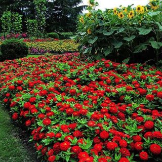 ردیف گل رعنا زیبا پاکوتاه گل درشت قرمز (گلدانی)