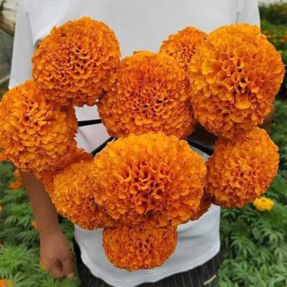 گل همیشه بهار پاکوتاه پرپر مخلوط نارنجی در دست