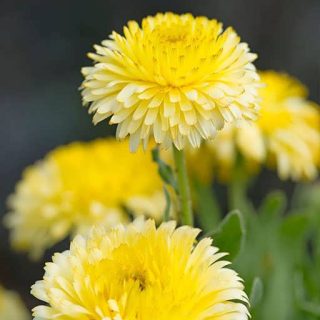 ساقه گل همیشه بهار پاکوتاه پرپر مخلوط زرد