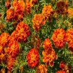 بوته گل جعفری پاکوتاه گلریز پرگل (مینیاتوری) قرمز مایل به قهوه ای