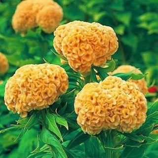 شاخه تاج خروس چتری پاكوتاه تک رنگ طلایی