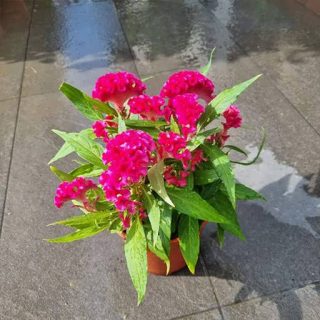 تاج خروس چتری پاكوتاه تک رنگ قرمز (گلدانی) در گلدان