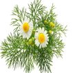 بذر بابونه دارویی سفید (آلمانی) پس زمینه