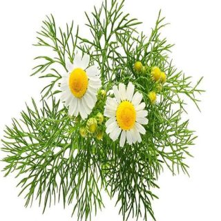 بذر بابونه دارویی سفید (آلمانی) پس زمینه