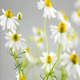 شکوفه بابونه دارویی سفید (آلمانی)