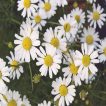 بابونه دارویی سفید (آلمانی) در زمین