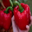 بذر فلفل دلمه ای غول پیکر (ماموت) بزرگ