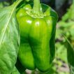 بذر فلفل دلمه ای غول پیکر (ماموت)
