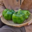 بذر فلفل دلمه ای غول پیکر (ماموت) در کاسه