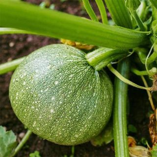 شاخه کدو خورشتی گرد سبز