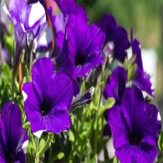 شاخه اطلسی ایرانی گل درشت پرگل بنفش