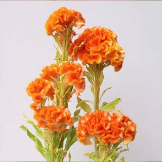 ساقه گل تاج خروس چتری چند شاخه پامتوسط نارنجی