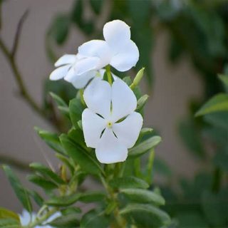 شاخه پریوش پامتوسط پرگل سفید