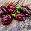 بوته فلفل دلمه‌ای لایلک