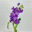 شاخه گل صابونی ارغوانی
