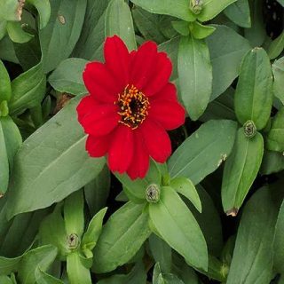 ساقه گل نازآفتابی پرپر قرمز (گلدانی)