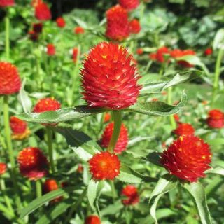 بوته گل تکمه ای پا کوتاه قرمز