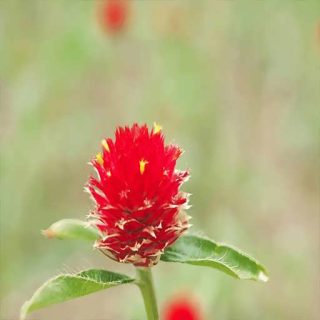 بوته گل تکمه ای پا کوتاه قرمز در حیاط