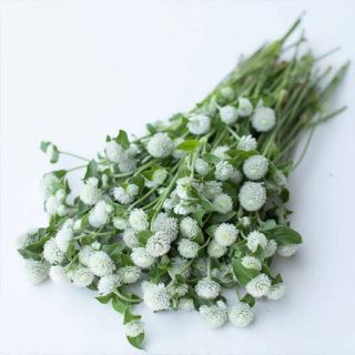 شکوفه گل تکمه ای پا کوتاه سفید روی میز
