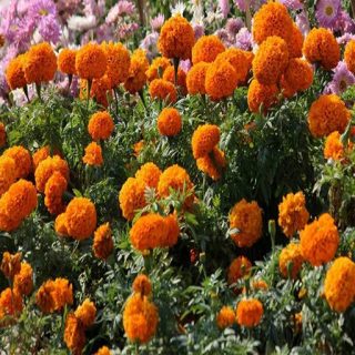 گل جعفری پابلند پرپر گل طبیعت